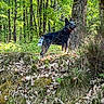 animal, canine, collar, daytime, dog, forest, grass, greenery, happy, leaves, moss, nature, outdoor, pet, standing, sunlight, tongue_out, trees, trunk, woodland
