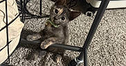 Little Baby joined the competition — help win amazing prizes! kitten, cat, pet, indoor, carpet, furniture, metal_frame, curious, small, climbing, paws, collar, bell, cute, animal, young, domestic, floor, suitcase, home