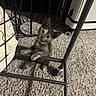 kitten, cat, pet, indoor, carpet, furniture, metal_frame, curious, small, climbing, paws, collar, bell, cute, animal, young, domestic, floor, suitcase, home