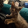 kitten, cat, pet, cute, animal, feline, indoor, person, cuddle, fur, whiskers, curious, closeup, claws, resting, cozy, teal_cushion, black_shirt, curly_hair, background