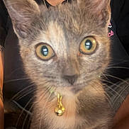 Little Baby is registered to the contest to win money with this photo: cat, close_up, pet, animal, collar, bell, yellow_eyes, fur, whiskers, person, black_shirt, indoor, curious, face, portrait, feline, young_cat, domestic_cat, looking, blurred_background