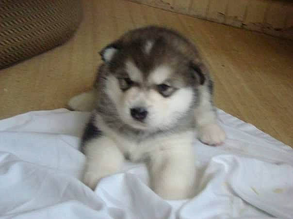 Eclypse participe au concours pour gagner de l'argent avec cette photo : alaskan_klee_kai, alaskan_malamute, canadian_eskimo_dog, canidae, carnivore, dog, dog_breed, labrador_husky, mammal, miniature_siberian_husky, native_american_indian_dog, puppy, rare_breed_dog, sakhalin_husky, siberian_husky, sled_dog, tamaskan_dog, vertebrate, west_siberian_laika, wolfdog