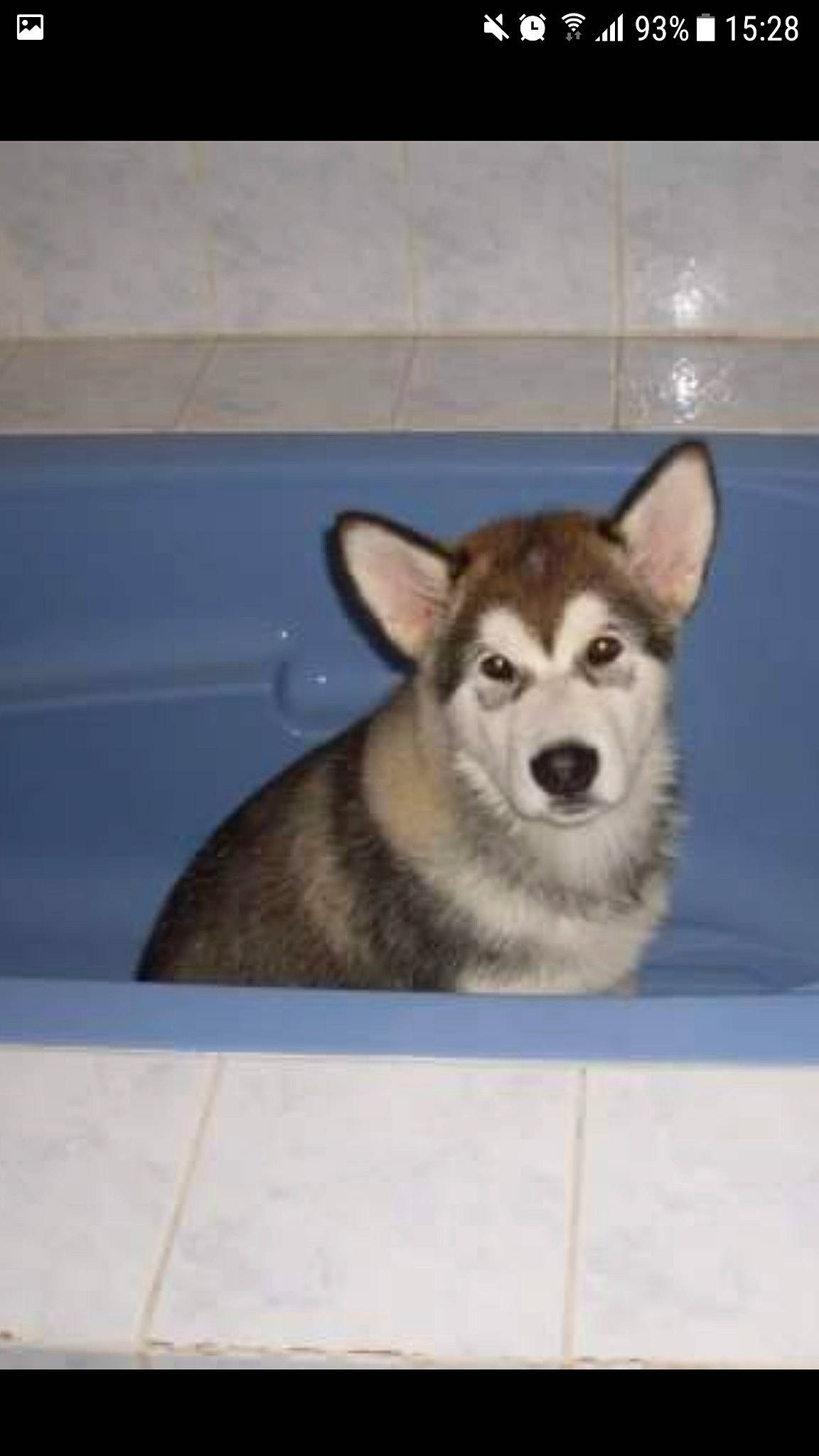 Eclypse a rejoint le concours — aidez-le/la à gagner de superbes lots ! alaskan_klee_kai, alaskan_malamute, canidae, carnivore, dog, dog_breed, mammal, miniature_siberian_husky, native_american_indian_dog, northern_inuit_dog, saarloos_wolfdog, sakhalin_husky, seppala_siberian_sleddog, siberian_husky, sled_dog, snout, tamaskan_dog, vertebrate, wolfdog, working_dog