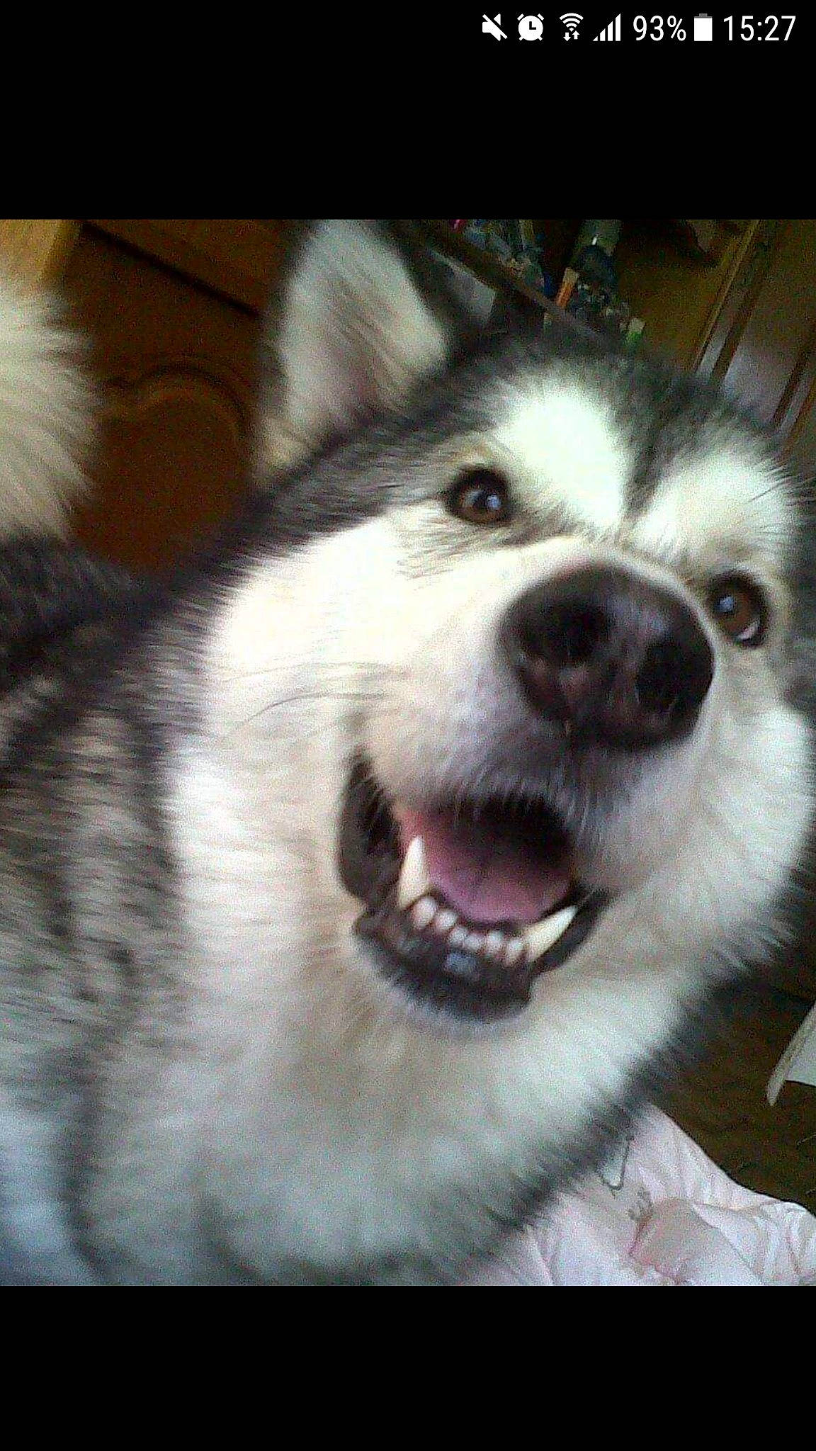 Eclypse participe au concours pour gagner de l'argent avec cette photo : alaskan_klee_kai, alaskan_malamute, canadian_eskimo_dog, canidae, carnivore, dog, dog_breed, facial_expression, mammal, miniature_siberian_husky, native_american_indian_dog, nose, organ, sakhalin_husky, siberian_husky, sled_dog, snout, tamaskan_dog, vertebrate, wolfdog