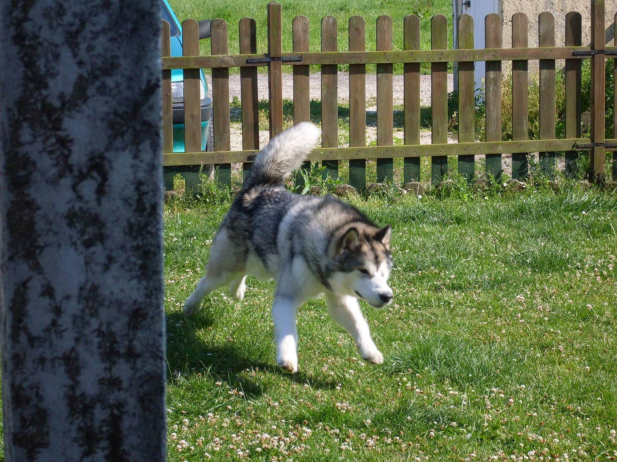 Eclypse a rejoint le concours — aidez-le/la à gagner de superbes lots ! alaskan_klee_kai, alaskan_malamute, canadian_eskimo_dog, canidae, carnivore, czechoslovakian_wolfdog, dog, dog_breed, east_siberian_laika, mammal, native_american_indian_dog, northern_inuit_dog, saarloos_wolfdog, shiloh_shepherd_dog, siberian_husky, sled_dog, tamaskan_dog, vertebrate, west_siberian_laika, wolfdog