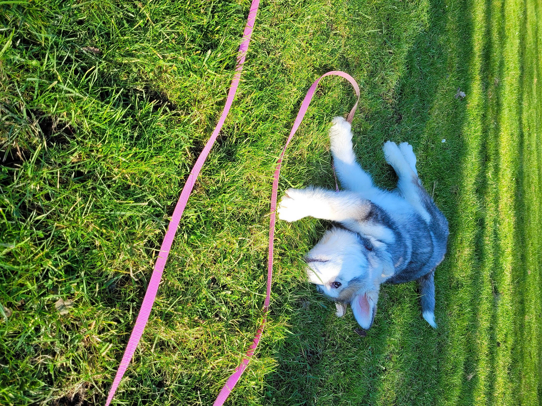 Ushuaïa participe au concours pour gagner de l'argent avec cette photo : canidae, carnivore, companion_dog, dog, dog_breed, fawn, garden_hose, grass, grass_family, groundcover, hose, lawn, leash, plant, recreation, sporting_group, tail, toy_dog, working_animal, yard