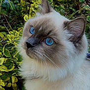 Blue a rejoint le concours — aidez-le/la à gagner de superbes lots ! animal, beautiful, blue_eyes, calm, cat, closeup, cute, ears, face, fluffy, foliage, fur, greenery, mammal, nature, outdoor, pet, portrait, soft, whiskers