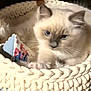 Blue participe au concours pour gagner de l'argent avec cette photo : cat, kitten, blue_eyes, fluffy, basket, knitted_basket, toy_mouse, indoor, pet, fur, animal, cute, cozy, relaxed, soft_texture, close_up, whiskers, claws, resting, curious