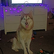 Shiro is registered to the contest to win money with this photo: dog, husky, pet, indoor, carpet, toys, dressing_table, purple_lights, flash_glow, happy, tongue_out, furniture, living_room, cords, cardboard_box, smiling, animal, cute, domestic, canine