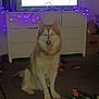 dog, husky, pet, indoor, carpet, toys, dressing_table, purple_lights, flash_glow, happy, tongue_out, furniture, living_room, cords, cardboard_box, smiling, animal, cute, domestic, canine