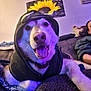 dog, hoodie, costume, tongue_out, purple_lighting, couch, indoor, sunflower_picture, pet, happy, canine, fur, animal, relaxing, smiling, cozy, person, home, portrait, resting