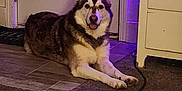 Shiro joined the competition — help win amazing prizes! dog, husky, indoor, carpet, floor, door, cabinet, purple_light, pet, animal, relaxed, lying_down, furniture, cozy, canine, home, smiling, ears_up, muzzle, tongue_out