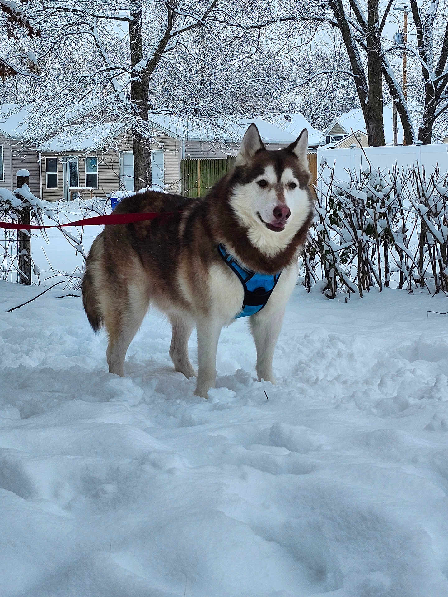 Shiro is registered to the contest to win money with this photo: dog, husky, snow, winter, leash, harness, outdoor, pet, canine, cold, backyard, trees, fence, house, animal, fur, walking, daytime, nature, winter_clothing