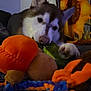 Shiro is registered to the contest to win money with this photo: dog, husky, puppy, toy, plush_toy, rope_toy, orange, green, blue, indoor, carpet, sunflower, decor, pet, animal, cute, chewing, closeup, playful, cozy