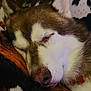 Shiro joined the competition — help win amazing prizes! dog, husky, sleeping, closeup, pet, animal, fur, nose, ears, blanket, resting, cozy, domestic_animal, mammal, companion, cute, relaxed, face, indoors, quiet