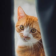Cheetos is registered to the contest to win money with this photo: cat, tabby_cat, orange_cat, feline, pet, whiskers, green_eyes, close_up, portrait, curtain, window, indoor, fur, gaze, nose, ears, shallow_depth_of_field, bokeh, soft_light, curiosity