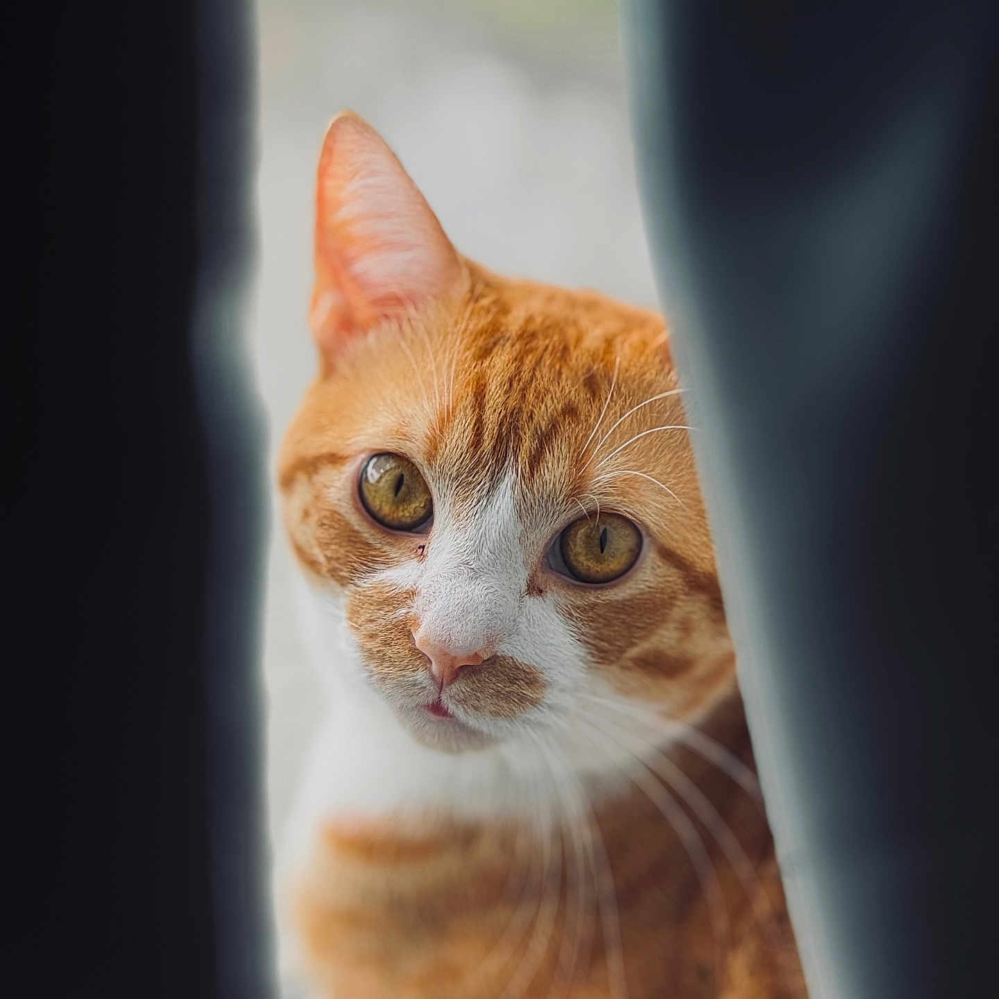 Cheetos is registered to the contest to win money with this photo: bokeh, cat, close_up, curiosity, curtain, ears, feline, fur, gaze, green_eyes, indoor, nose, orange_cat, pet, portrait, shallow_depth_of_field, soft_light, tabby_cat, whiskers, window