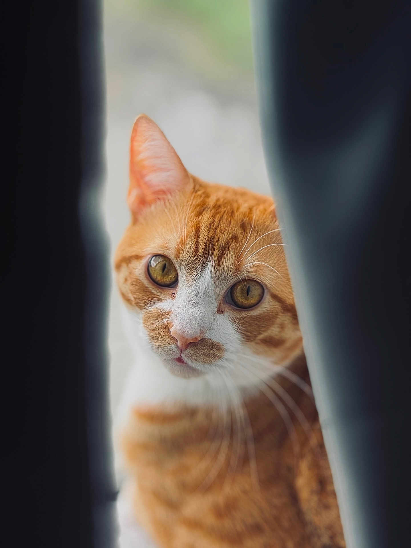 Cheetos is registered to the contest to win money with this photo: cat, tabby_cat, orange_cat, feline, pet, whiskers, green_eyes, close_up, portrait, curtain, window, indoor, fur, gaze, nose, ears, shallow_depth_of_field, bokeh, soft_light, curiosity
