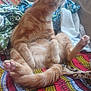 cat, orange_cat, sitting, furry, pets, indoor, couch, blanket, patterned, colorful, fur, animal, cute, whiskers, paw, relaxed, cozy, side_view, domestic_cat, curious