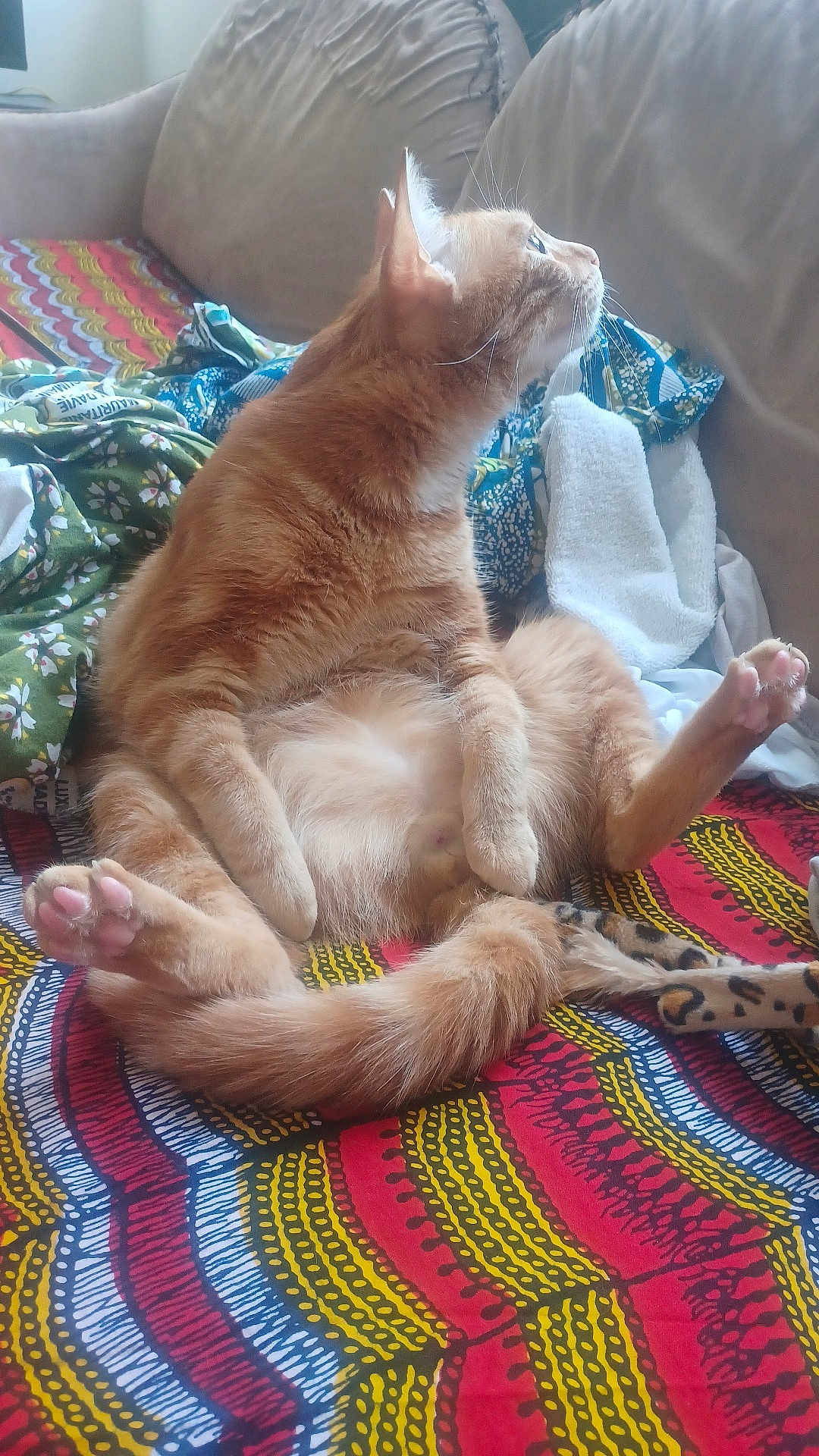 Ziggy a rejoint le concours — aidez-le/la à gagner de superbes lots ! cat, orange_cat, sitting, furry, pets, indoor, couch, blanket, patterned, colorful, fur, animal, cute, whiskers, paw, relaxed, cozy, side_view, domestic_cat, curious