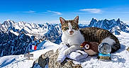 Nala a rejoint le concours — aidez-le/la à gagner de superbes lots ! cat, mountains, snow, alps, outdoor, winter, landscape, snowy_peaks, rock, french_flag, snow_globe, plush_toy, bird_toy, travel, adventure, nature, blue_sky, scenic, animal, photography