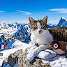 cat, mountains, snow, alps, outdoor, winter, landscape, snowy_peaks, rock, french_flag, snow_globe, plush_toy, bird_toy, travel, adventure, nature, blue_sky, scenic, animal, photography