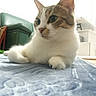 Nala a rejoint le concours — aidez-le/la à gagner de superbes lots ! cat, feline, pet, animal, tabby, white_fur, brown_fur, blue_eyes, face, whiskers, ears, paws, lying_down, relaxed, bed, blanket, bedroom, indoors, furniture, portrait