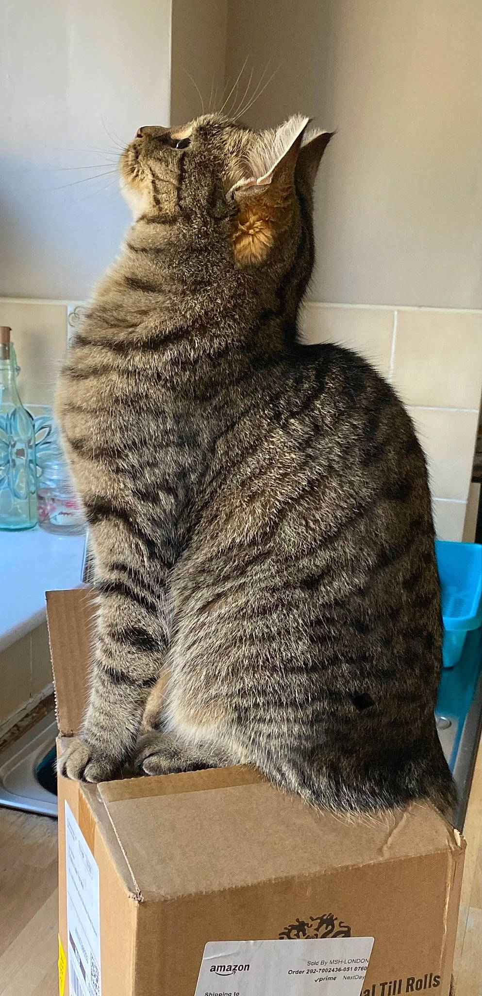 Ange is registered to the contest to win money with this photo: carnivore, cat, domestic_short_haired_cat, felidae, fur, mammal, sitting, small_to_medium_sized_cats, snout, tail, terrestrial_animal, whiskers