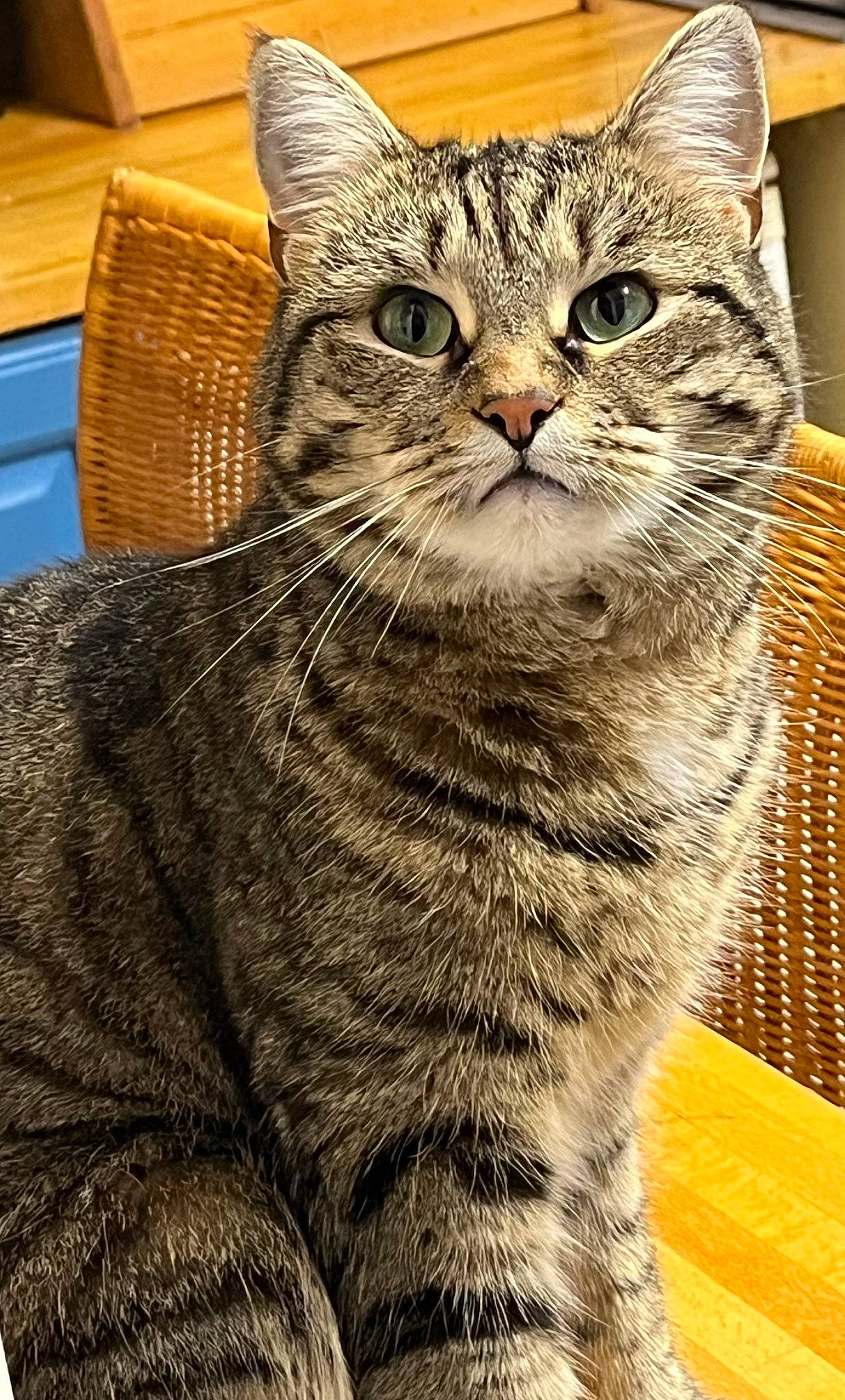 Ange is registered to the contest to win money with this photo: carnivore, cat, domestic_short_haired_cat, felidae, fur, sitting, small_to_medium_sized_cats, snout, terrestrial_animal, whiskers, window