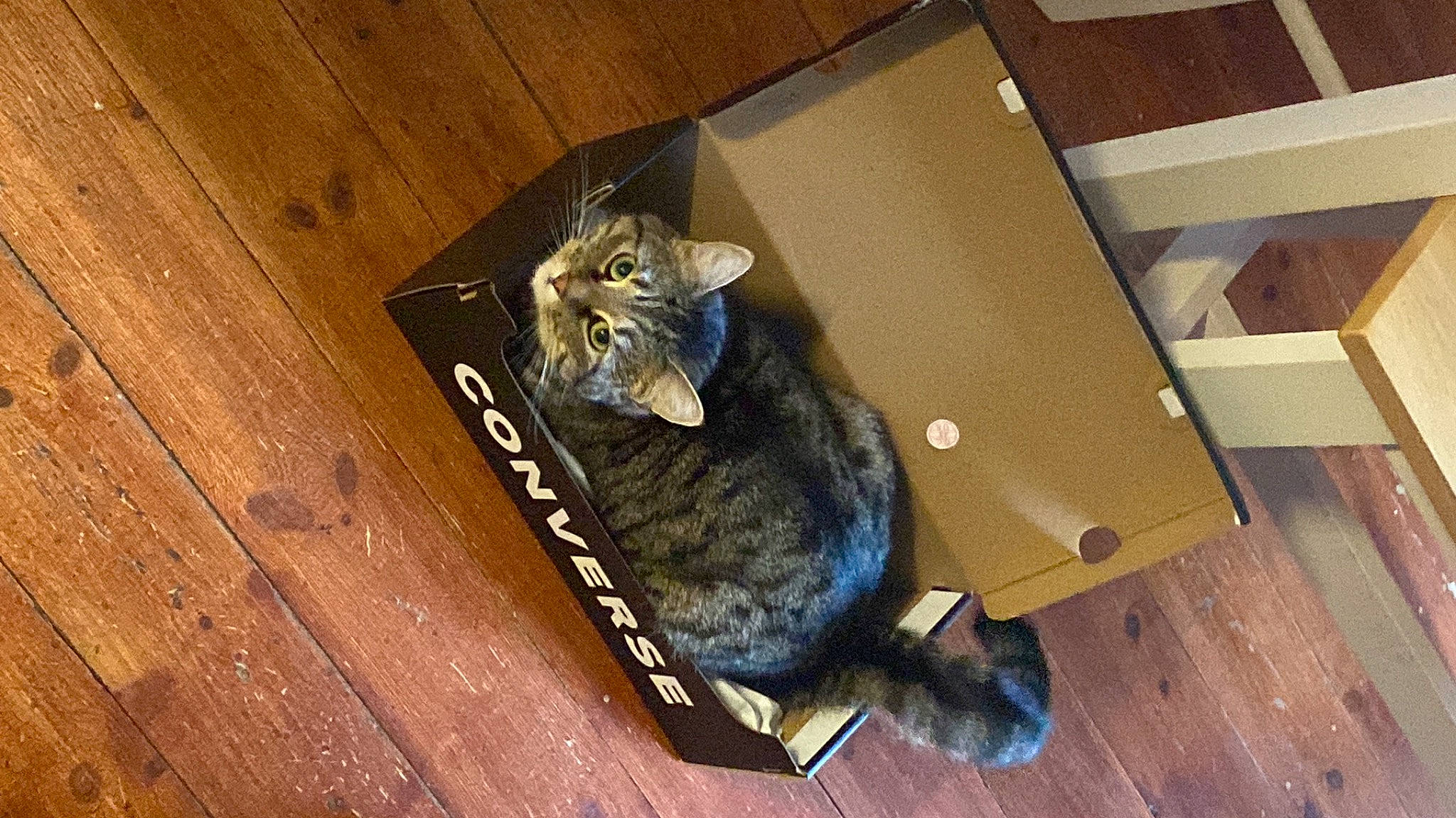 Ange joined the competition — help win amazing prizes! box, carnivore, cat, domestic_short_haired_cat, drawer, felidae, floor, flooring, fur, hardwood, packing_materials, plank, plywood, room, shipping_box, small_to_medium_sized_cats, tail, whiskers, wood, wood_stain