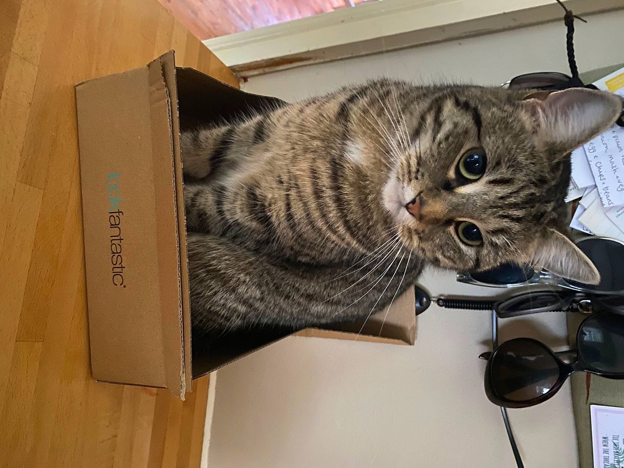 Ange is registered to the contest to win money with this photo: box, carnivore, cat, comfort, domestic_short_haired_cat, felidae, fur, hardwood, room, shelf, shelving, small_to_medium_sized_cats, tail, whiskers, wood