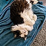 Filou a rejoint le concours — aidez-le/la à gagner de superbes lots ! animal, black_and_white, blanket, blue, carpet, cat, cozy, cute, fluffy, fur, home, indoor, lying_down, paws, pet, relaxed, sofa, upside_down, whiskers, yellow_eyes
