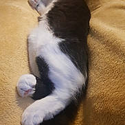 Filou a rejoint le concours — aidez-le/la à gagner de superbes lots ! animal, black_and_white, blanket, cat, claws, comfort, cozy, cute, feline, fur, indoor, paw, pet, relaxed, resting, sleeping, soft, tail, warm, whiskers