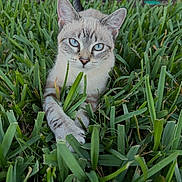 Sistine joined the competition — help win amazing prizes! cat, feline, blue_eyes, grass, lawn, outdoor, portrait, close_up, whiskers, ears, paw, stripes, tabby, pet, nature, resting, curious, cute, green, ground