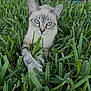 cat, feline, blue_eyes, grass, lawn, outdoor, portrait, close_up, whiskers, ears, paw, stripes, tabby, pet, nature, resting, curious, cute, green, ground