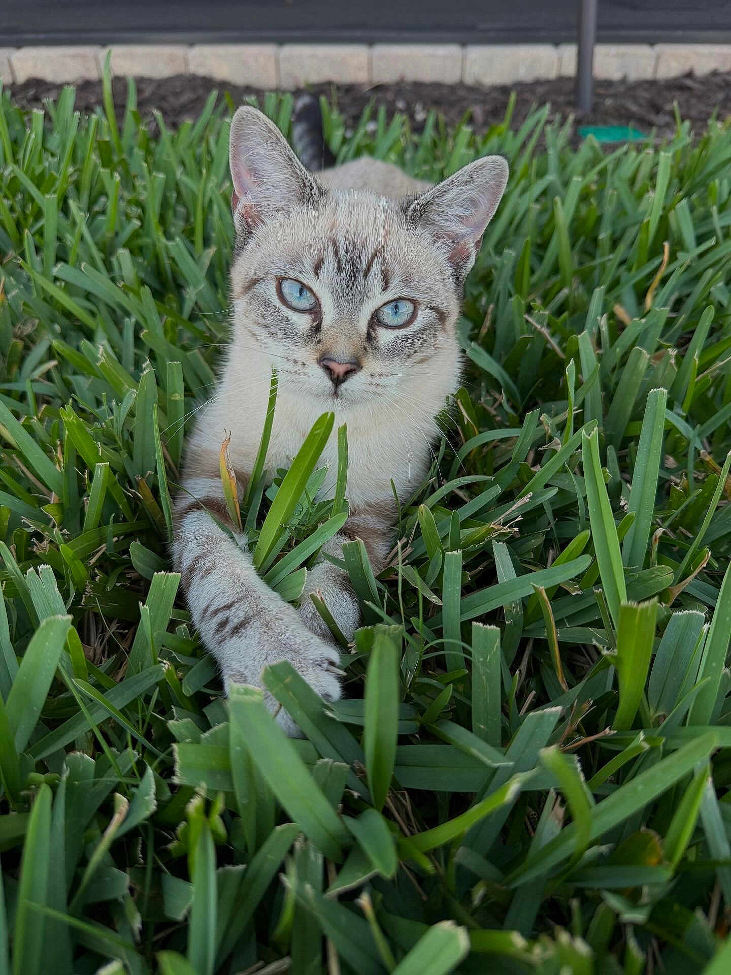 Sistine joined the competition — help win amazing prizes! cat, feline, blue_eyes, grass, lawn, outdoor, portrait, close_up, whiskers, ears, paw, stripes, tabby, pet, nature, resting, curious, cute, green, ground