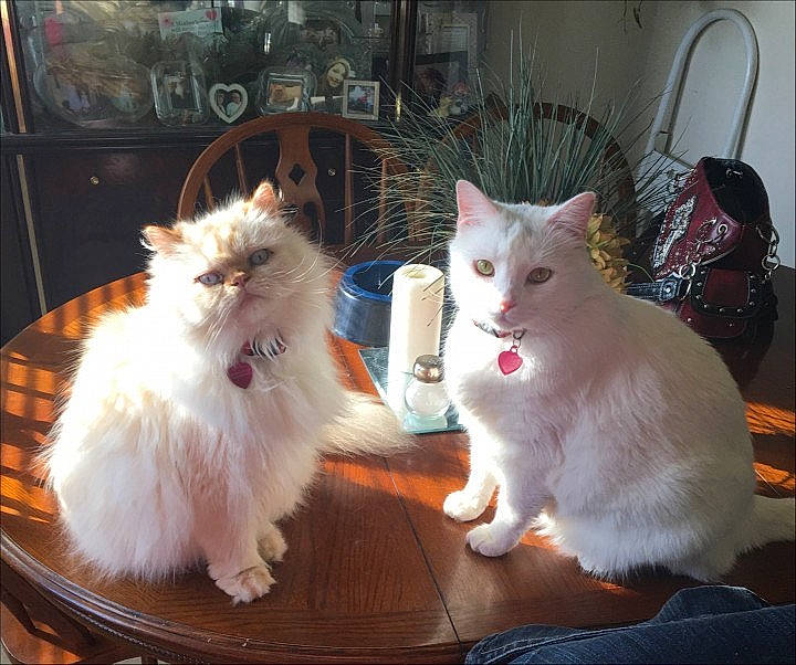 Snowball joined the competition — help win amazing prizes! carnivore, cat, claw, domestic_short_haired_cat, fawn, felidae, fur, mammal, natural_material, paw, plant, small_to_medium_sized_cats, tail, whiskers