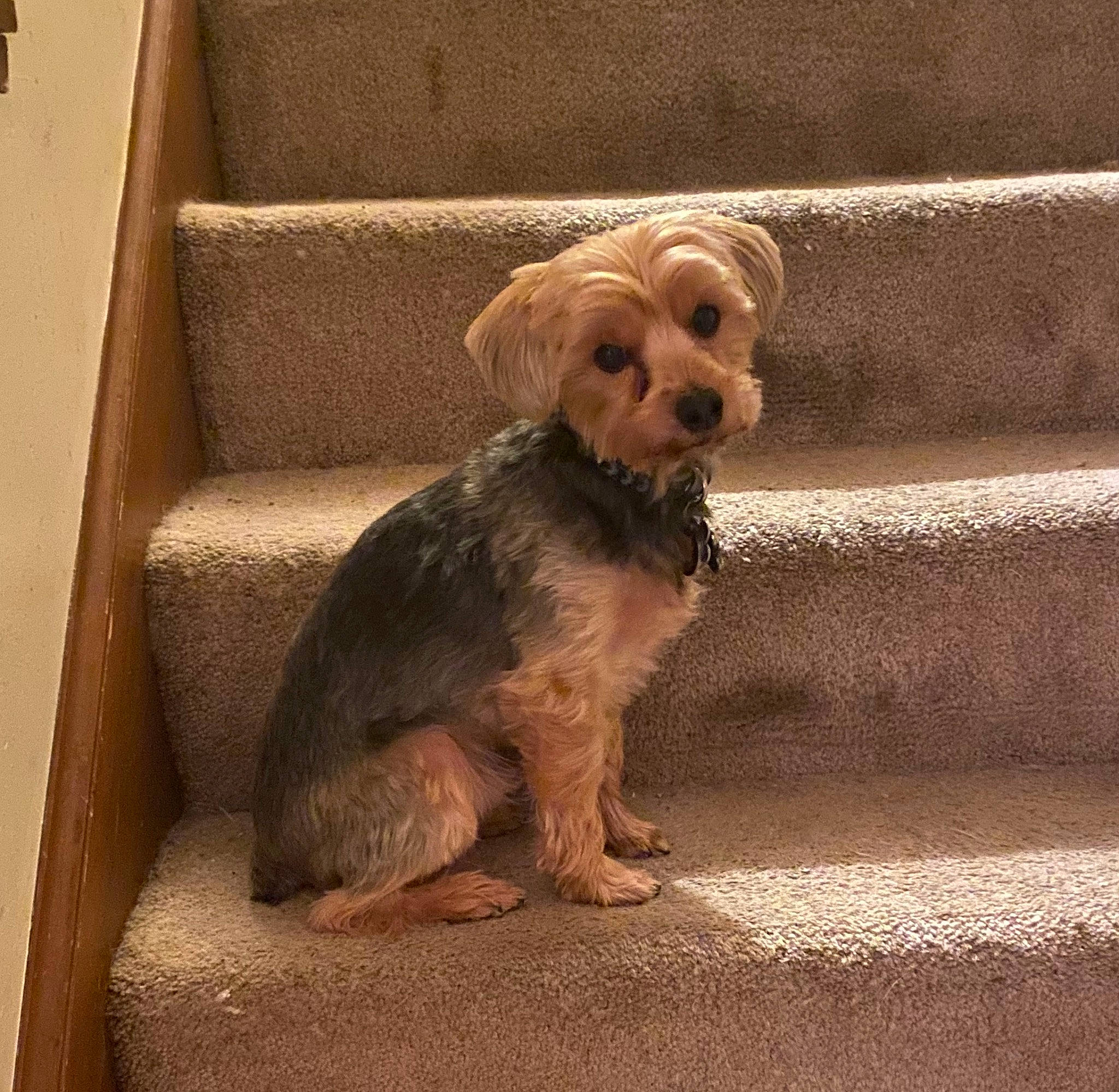 Piccolo joined the competition — help win amazing prizes! carnivore, companion_dog, dog, dog_breed, dog_clothes, dog_collar, dog_supply, fawn, fur, liver, pet_supply, shipping_box, small_terrier, sporting_group, terrier, toy_dog, windscreen_wiper, wood, working_animal, yorkipoo