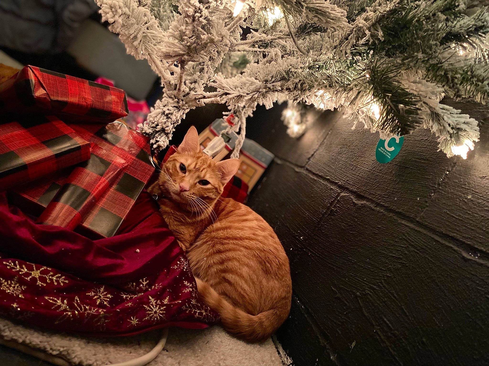 Olivia is registered to the contest to win money with this photo: carnivore, cat, christmas_decoration, christmas_ornament, christmas_tree, event, fawn, felidae, grass, holiday, holiday_ornament, ornament, plaid, plant, small_to_medium_sized_cats, tartan, tree, twig, whiskers, wood