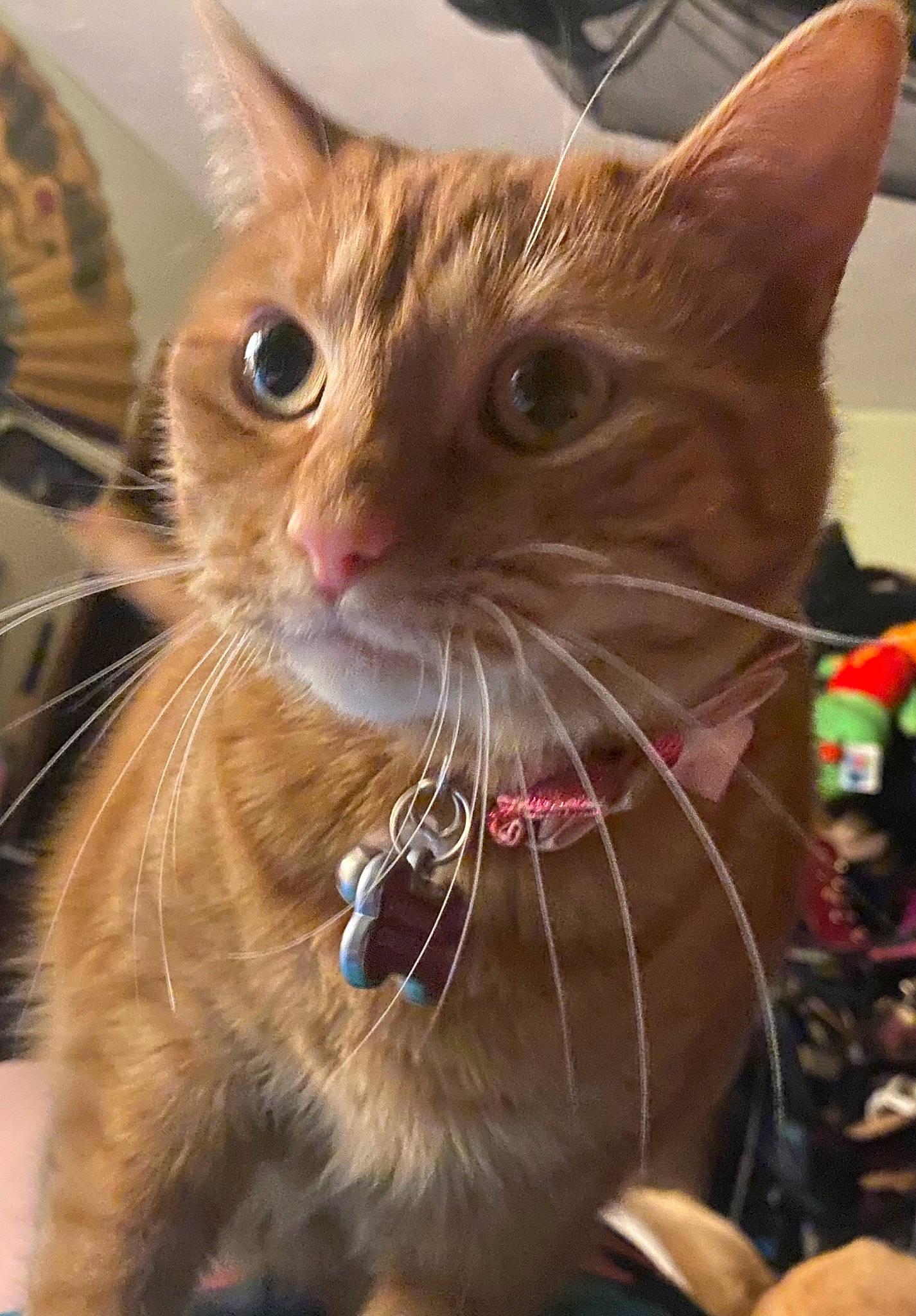 Olivia is registered to the contest to win money with this photo: carnivore, cat, claw, close_up, collar, curious, domestic_short_haired_cat, ear, event, eye, eyelash, fawn, felidae, fur, iris, pet_supply, small_to_medium_sized_cats, snout, terrestrial_animal, whiskers