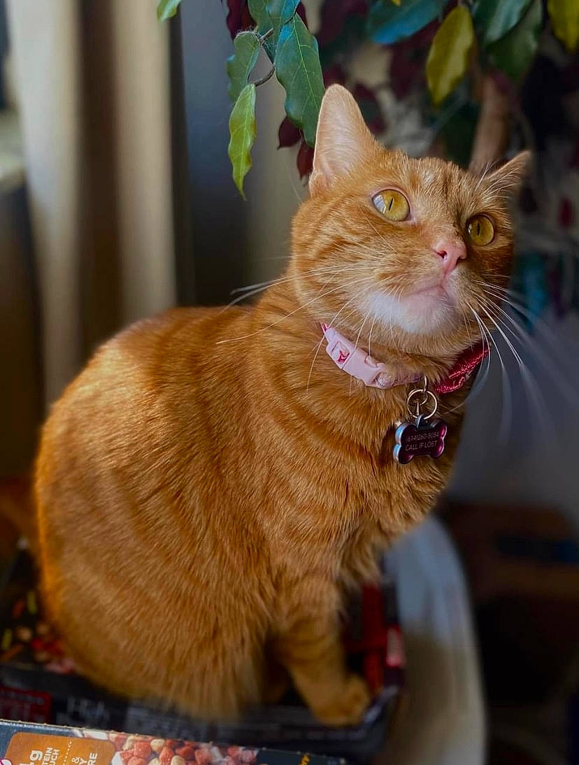 Olivia joined the competition — help win amazing prizes! carnivore, cat, cat_supply, claw, collar, domestic_short_haired_cat, fawn, felidae, fur, iris, liver, paw, pet_supply, small_to_medium_sized_cats, snout, tail, terrestrial_animal, whiskers, wood