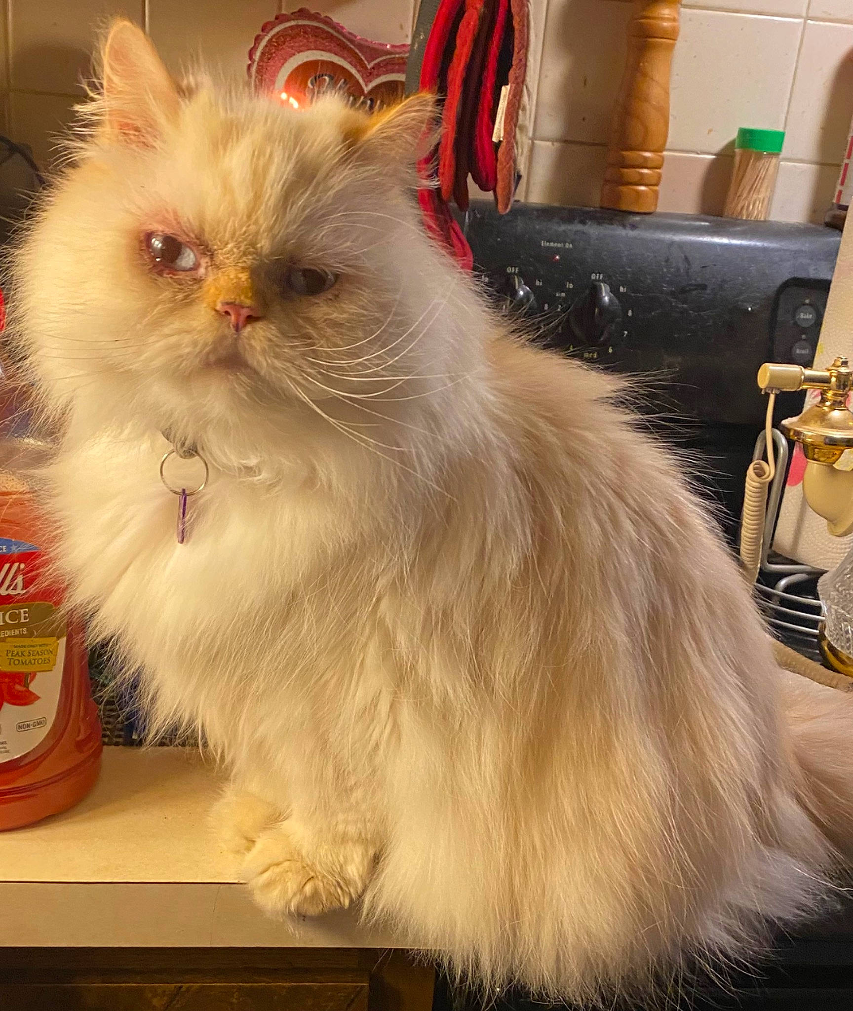 Sir Charles joined the competition — help win amazing prizes! british_longhair, carnivore, cat, fawn, felidae, fur, persian, small_to_medium_sized_cats, snout, terrestrial_animal, whiskers