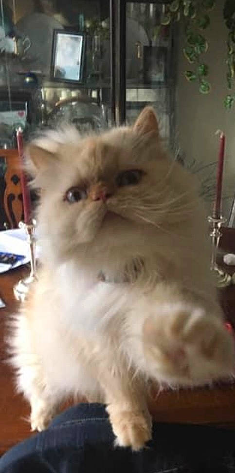 Sir Charles joined the competition — help win amazing prizes! british_longhair, carnivore, cat, fawn, felidae, fur, persian, plant, ragdoll, small_to_medium_sized_cats, snout, whiskers