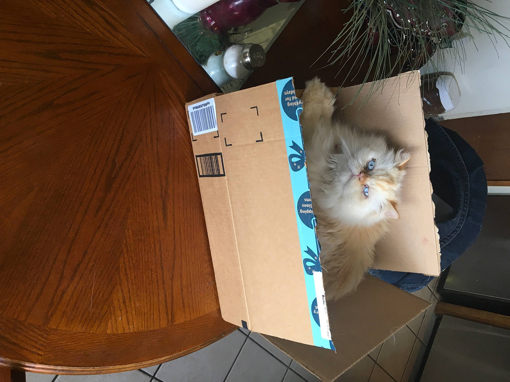 Sir Charles joined the competition — help win amazing prizes! box, cardboard, carnivore, carton, cat, domestic_short_haired_cat, drawer, felidae, hardwood, packaging_and_labeling, packing_materials, plywood, room, shipping_box, small_to_medium_sized_cats, table, varnish, whiskers, wood, wood_stain
