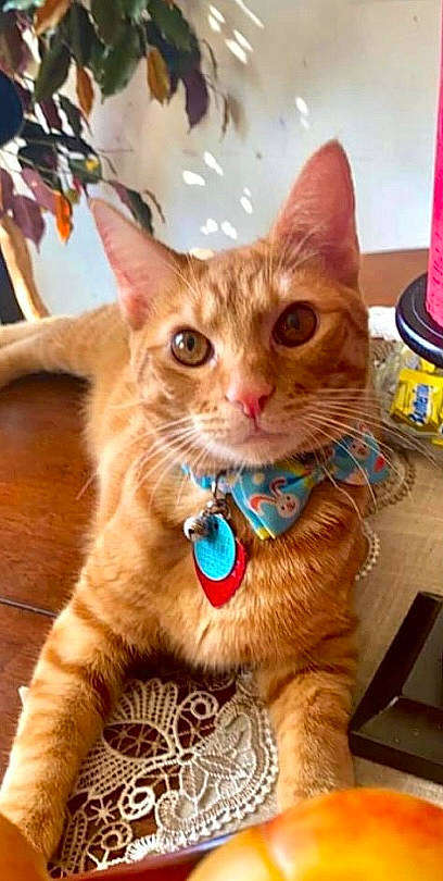 Simon joined the competition — help win amazing prizes! carnivore, cat, claw, collar, domestic_short_haired_cat, event, fawn, felidae, fur, paw, small_to_medium_sized_cats, snout, tail, terrestrial_animal, whiskers