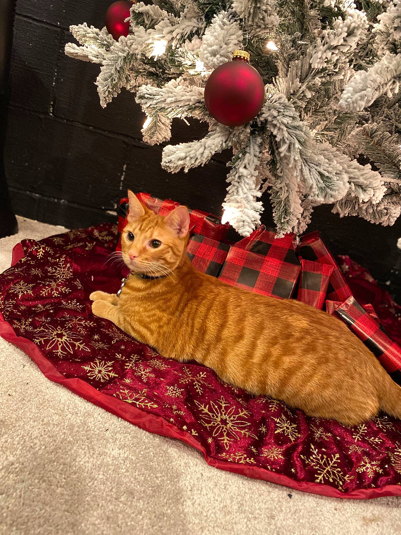 Simon is registered to the contest to win money with this photo: carnivore, cat, christmas_decoration, christmas_ornament, christmas_tree, decoration, event, fawn, felidae, fur, linens, ornament, pattern, room, small_to_medium_sized_cats, tail, toy, tree, whiskers, wood