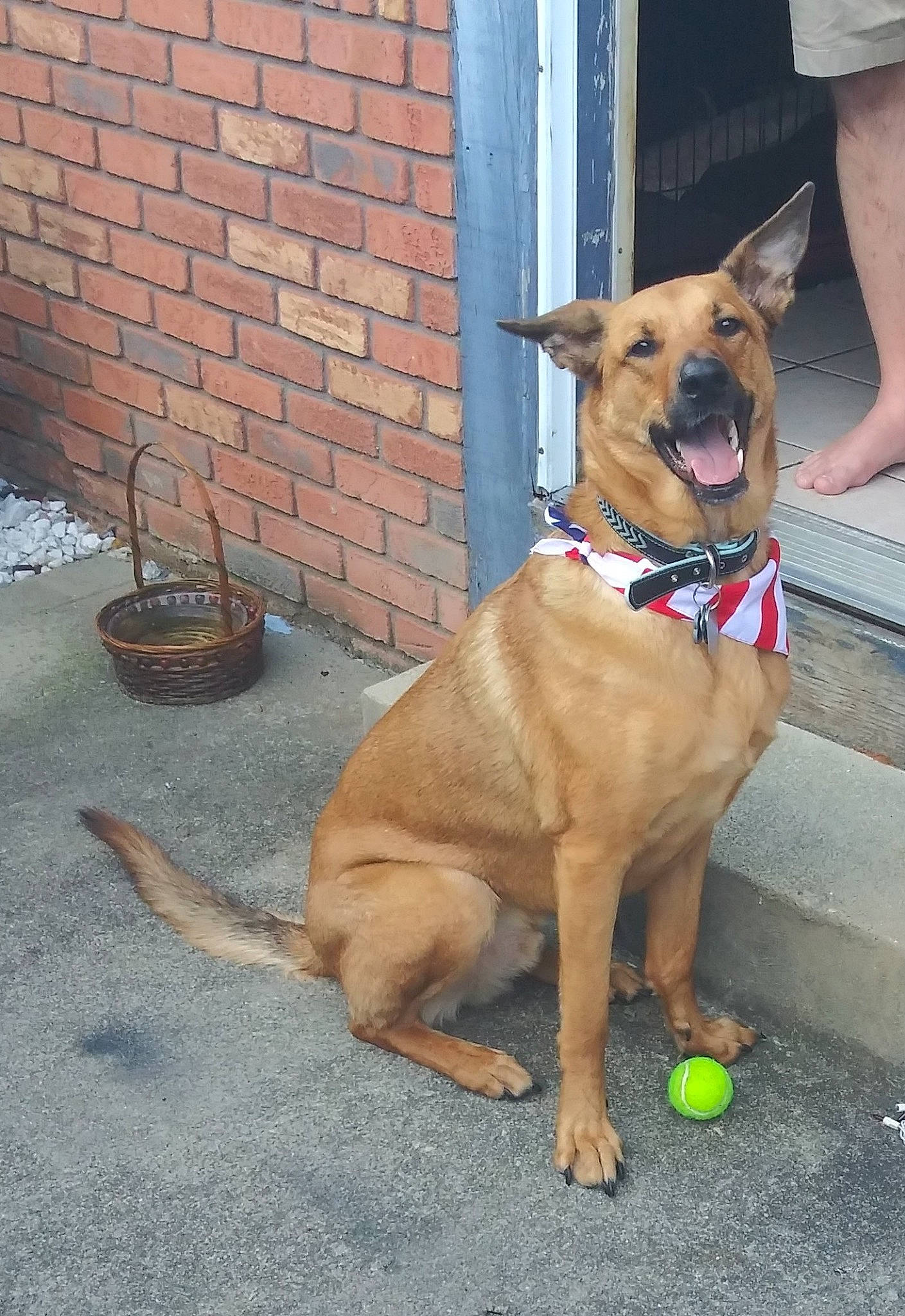 Zeus is registered to the contest to win money with this photo: brick, brickwork, carnivore, collar, companion_dog, dog, dog_breed, dog_collar, dog_supply, fashion_accessory, fawn, houseplant, leash, pet_supply, plant, road_surface, snout, sporting_group, tail, working_animal