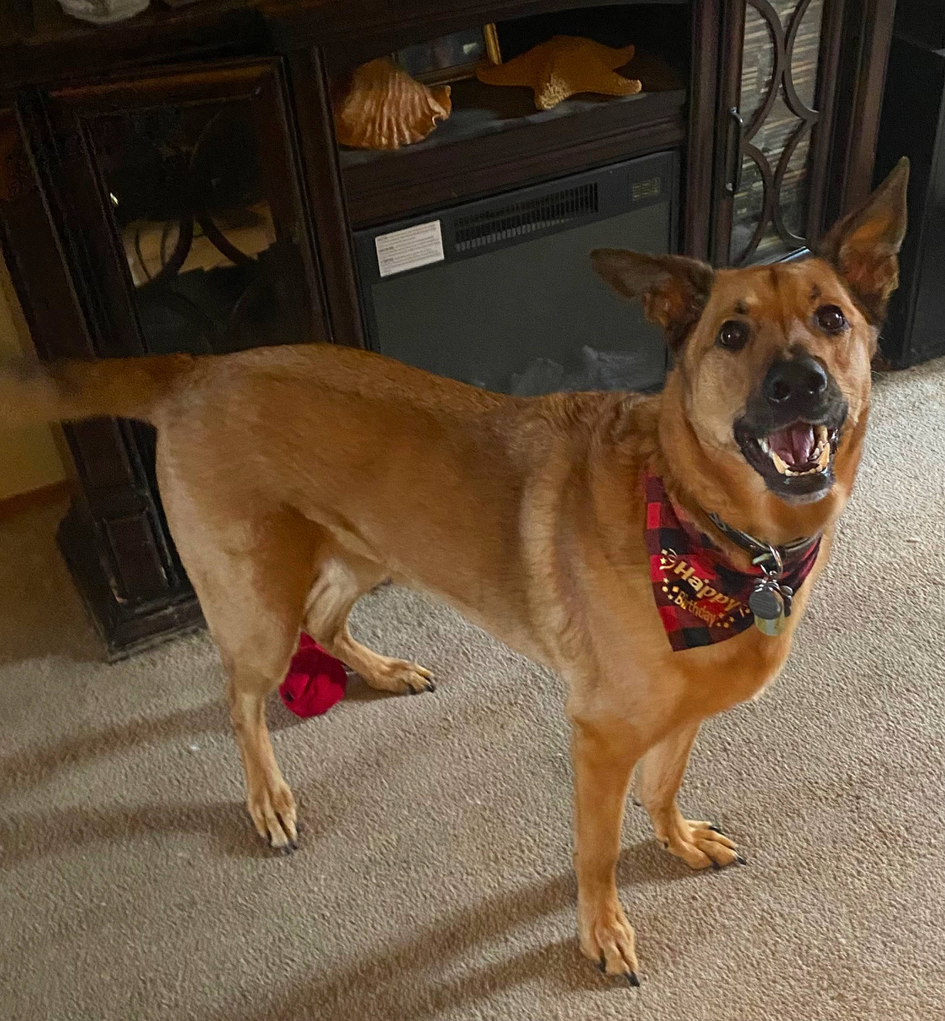 Zeus joined the competition — help win amazing prizes! carnivore, chair, collar, companion_dog, dog, dog_breed, dog_collar, dog_supply, fawn, flooring, fur, herding_dog, leash, pet_supply, snout, sporting_group, tail, wood, working_animal, working_dog