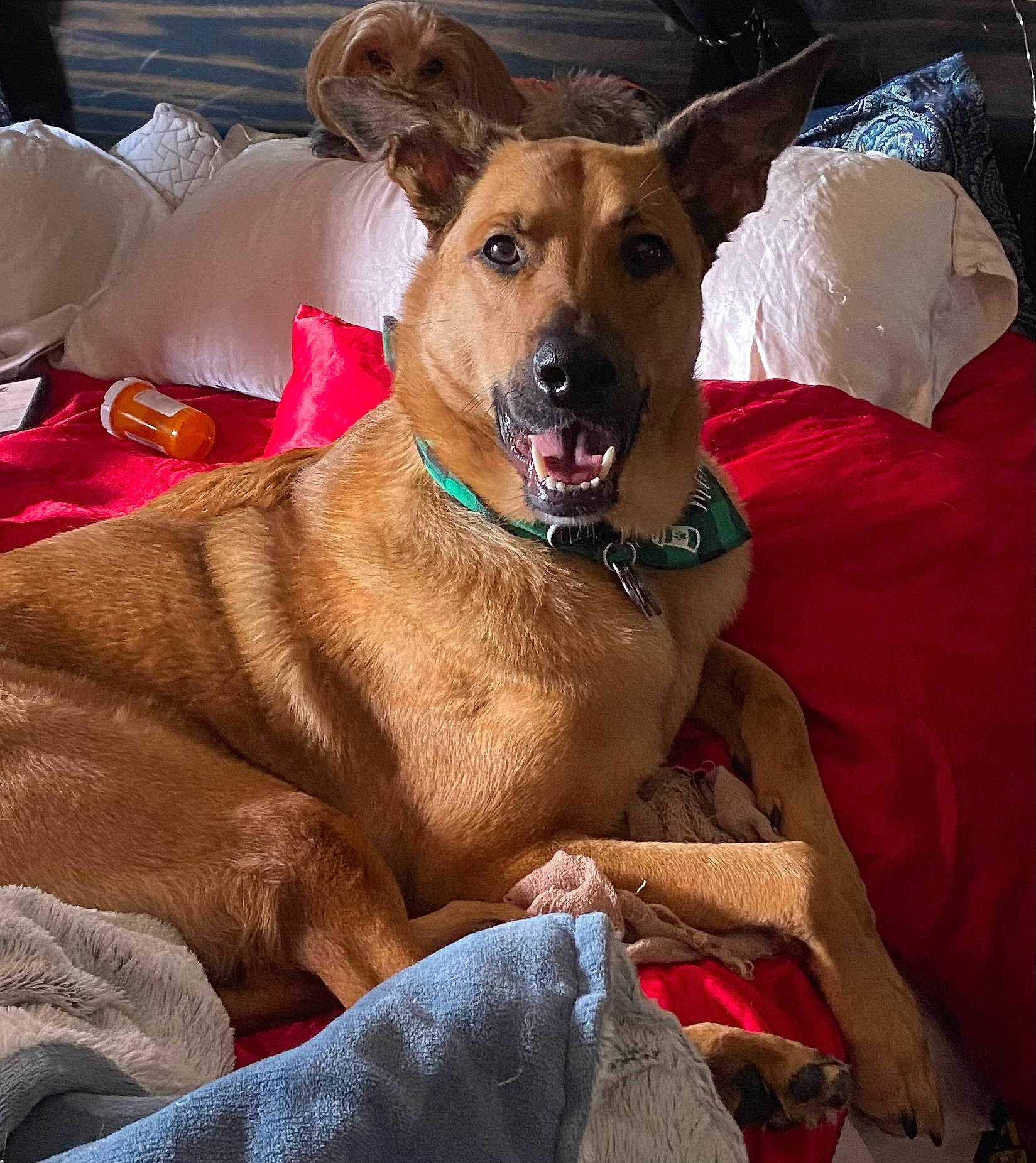 Zeus is registered to the contest to win money with this photo: canidae, carnivore, collar, comfort, companion_dog, dog, dog_breed, dog_collar, dog_supply, fawn, fur, guard_dog, leash, liver, paw, pet_supply, snout, sporting_group, whiskers, working_animal