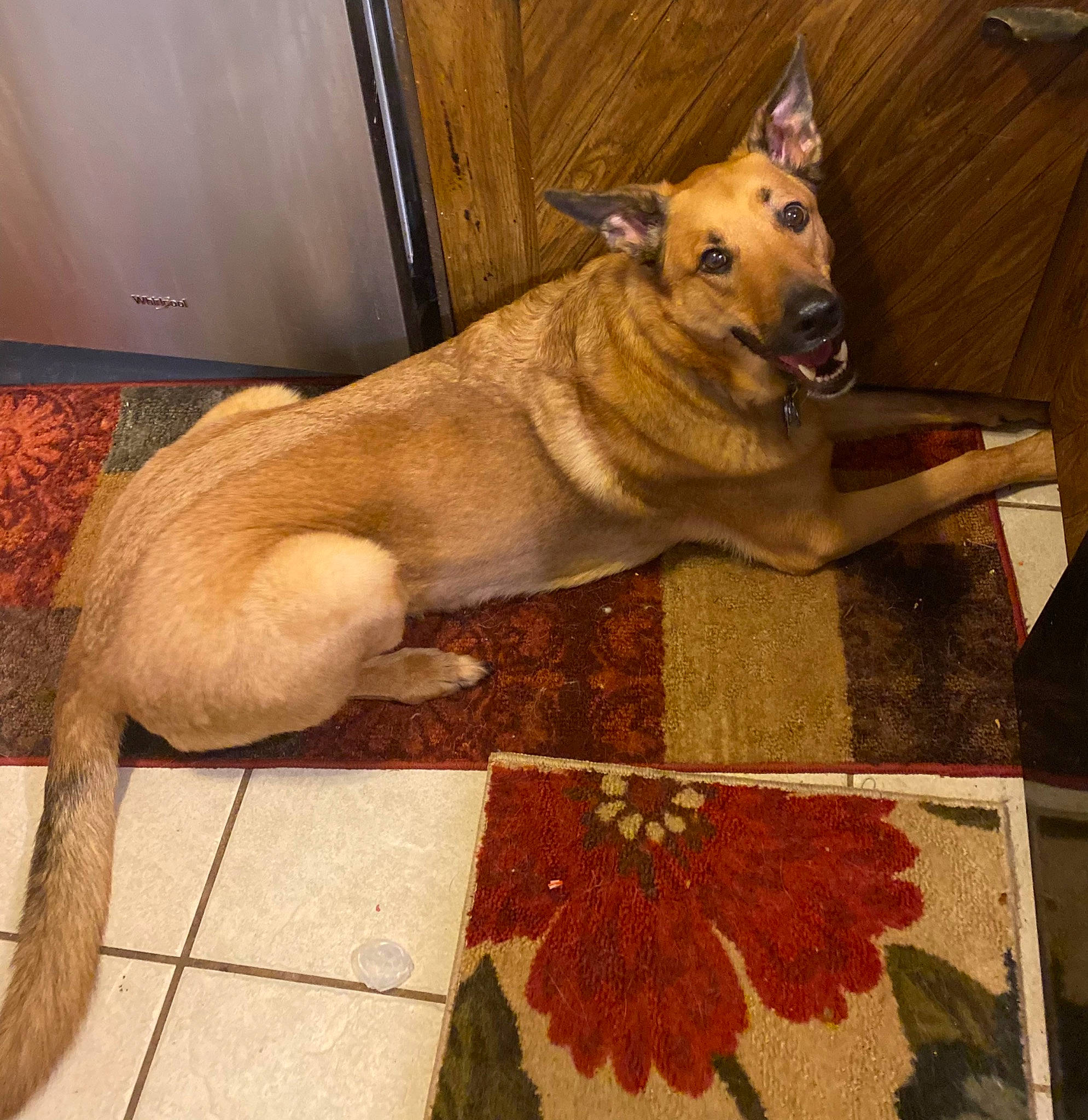 Zeus joined the competition — help win amazing prizes! carnivore, collar, companion_dog, dog, dog_breed, dog_collar, fawn, flooring, fur, hardwood, linens, pattern, pet_supply, rectangle, rug, snout, sporting_group, tail, wood, working_animal